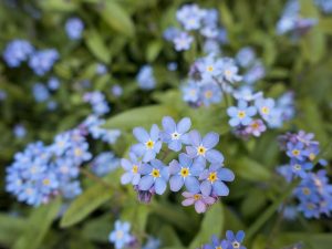 Delta-8 THC: Your Guide to Local Relaxation Support and Calmness