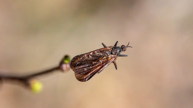 eco-friendly-pest-control-640x480-1019651.jpeg
