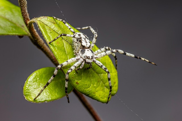 Eco-Friendly Pest Control