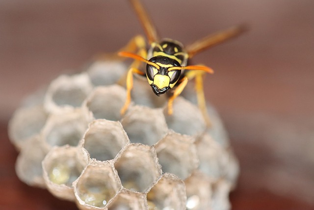 emergency pest control