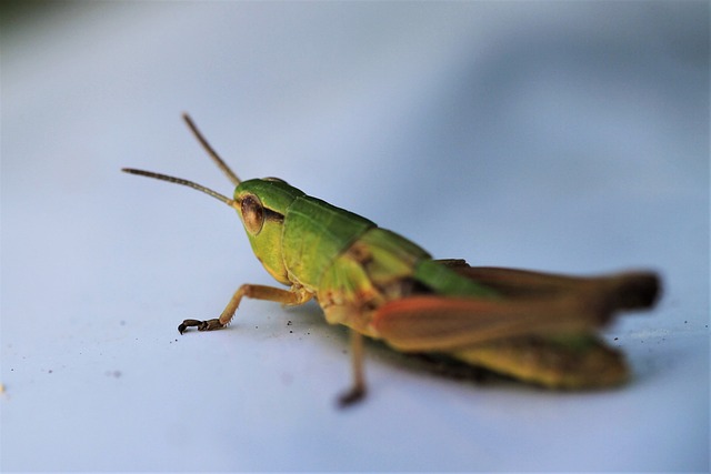 emergency pest control