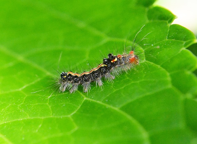emergency pest control