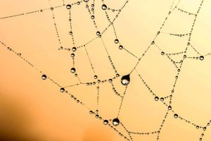Elevate Your Online Presence: Expert Web Design Services for Business Success