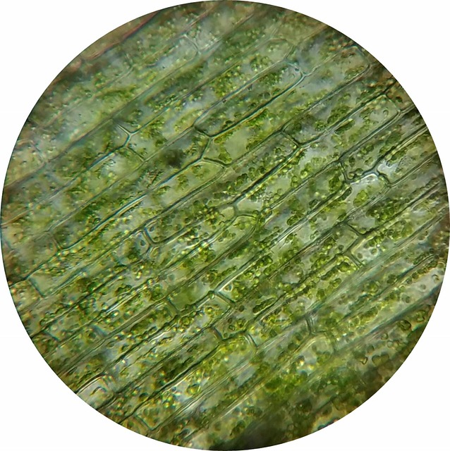 Fat Cell Freezing