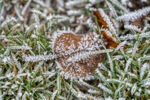 Freeze Fat Cells: Targeted Treatments, Science, and Safety Explained