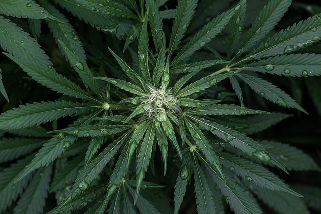 Full Spectrum CBD Tincture