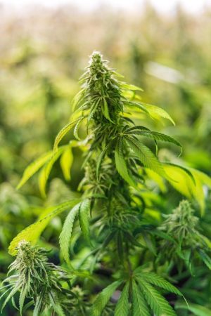 Maximizing Benefits: Navigating Precise Dosing with Full Spectrum CBD Tinctures