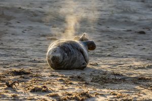 Grout Sealing Services: Protecting Against Mold & Stains