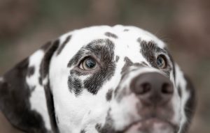 Safeguarding Your Dog: Ultimate Guide to Certified Heating Elements for Dog Houses