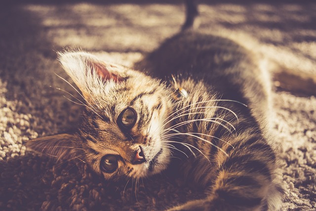 How to Remove Pet Stains from Carpet