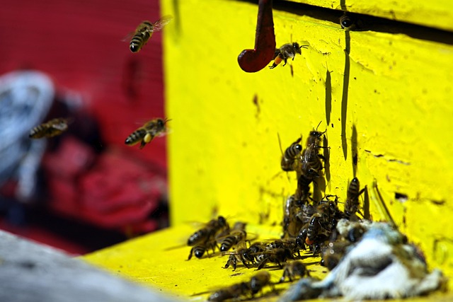 insect control services