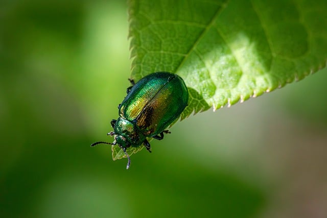 insect control services