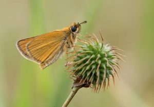 Mastering Residential Insect Removal: Comprehensive Strategies for Homeowners