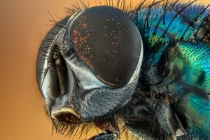 Comprehensive Guide to Insect Prevention and Protection Services