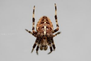insect-control-services-640x480-66329381.jpeg