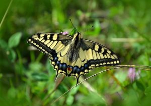 insect-control-services-640x480-97828618.jpeg