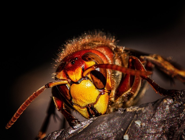 insect control services
