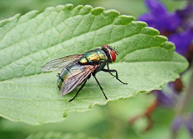 licensed pest control