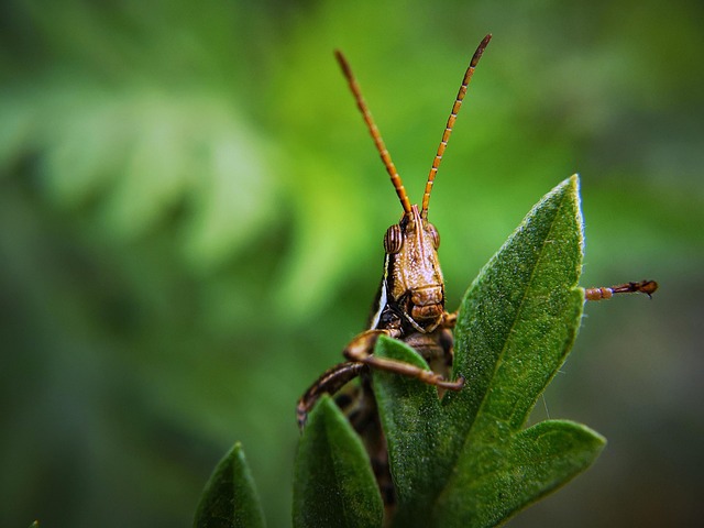 licensed-pest-control-640x480-32166792.jpeg