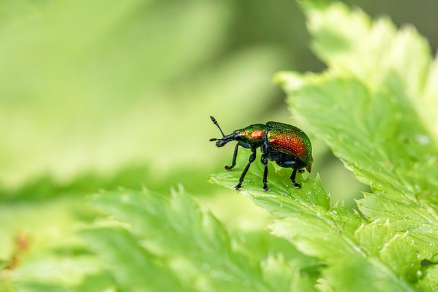 licensed pest control