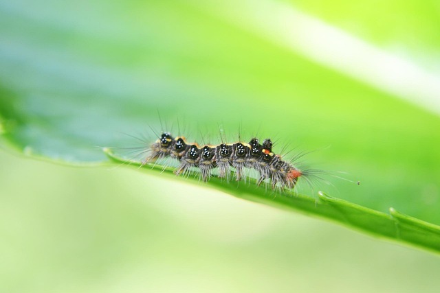 licensed pest control