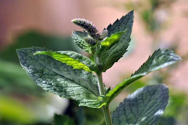 Mint Flavored CBD Tincture
