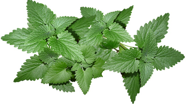 Mint Flavored CBD Tincture