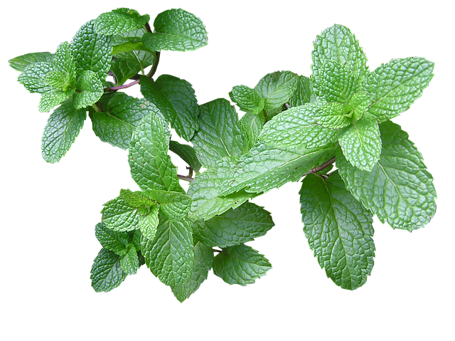 Mint Flavored CBD Tincture