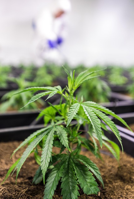 Mint Flavored CBD Tincture