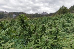 Mint Flavored CBD Tinctures: Unlocking Fast Absorption and Bioavailability