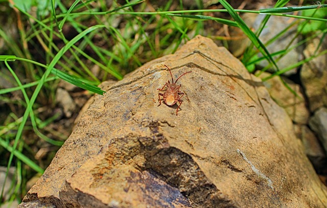 monthly-pest-control-plans-640x480-12450590.jpeg