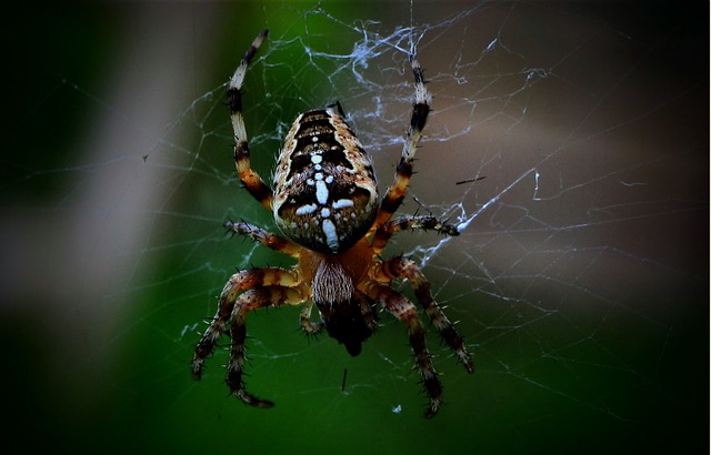 monthly pest control plans