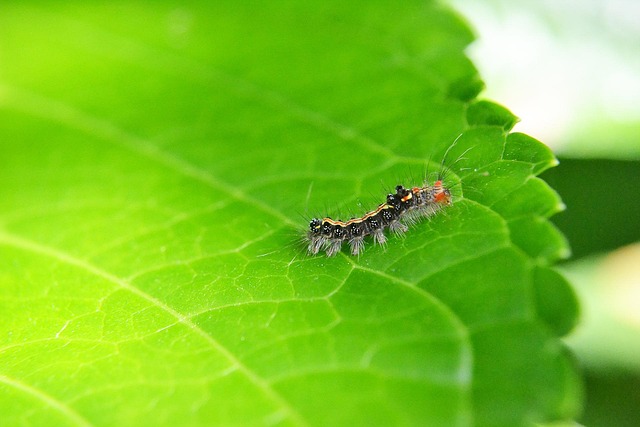 monthly pest control plans