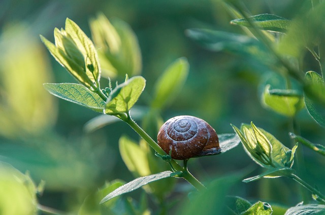 monthly pest control plans