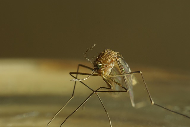 mosquito and tick control