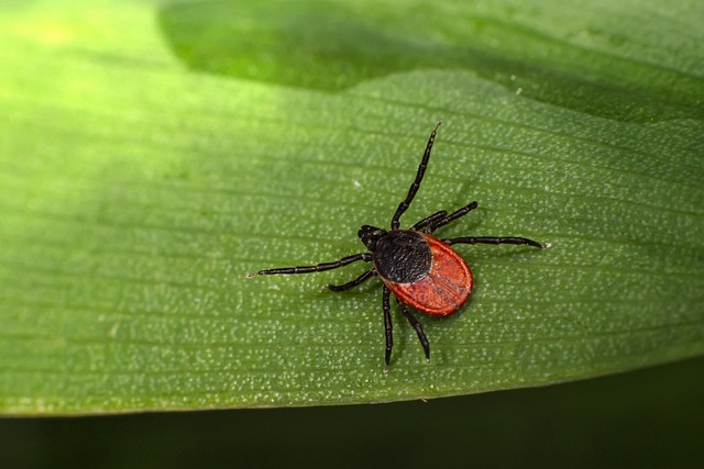 mosquito and tick control