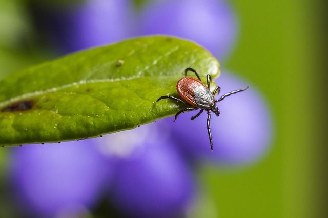 mosquito-and-tick-control-640x480-21831407.jpeg