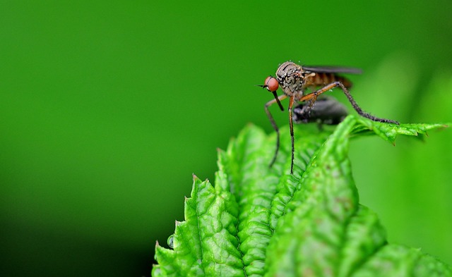 mosquito and tick control