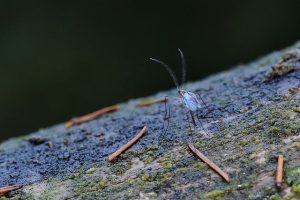 mosquito-and-tick-control-640x480-26219630.jpeg
