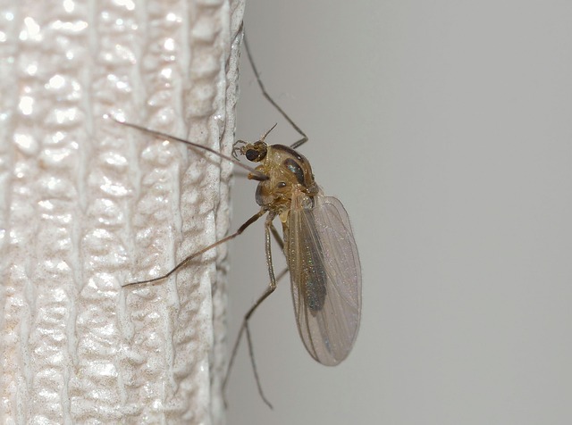 mosquito and tick control