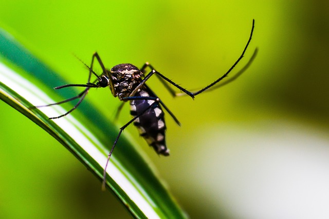 mosquito and tick control
