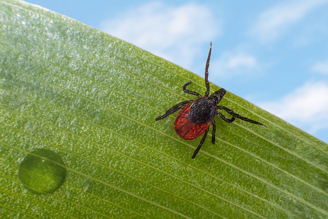 mosquito and tick control