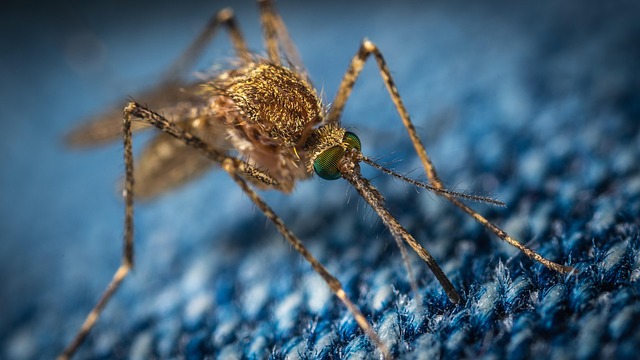 mosquito and tick control