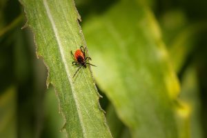 Mastering Mosquito and Tick Control: Comprehensive Strategies for a Pest-Free Environment
