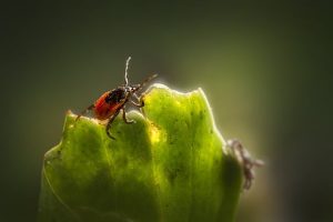 mosquito-and-tick-control-640x480-67160502.jpeg