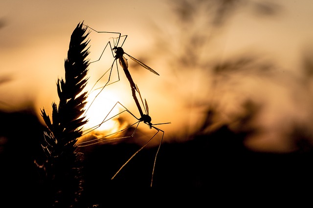 mosquito and tick control