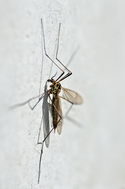 Mosquito Control