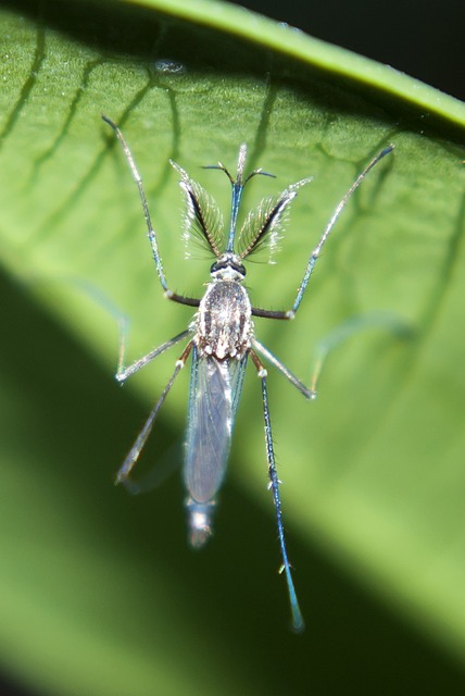 Mosquito Control