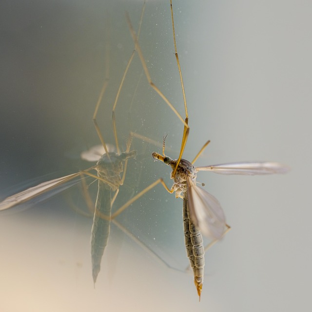 Mosquito Control