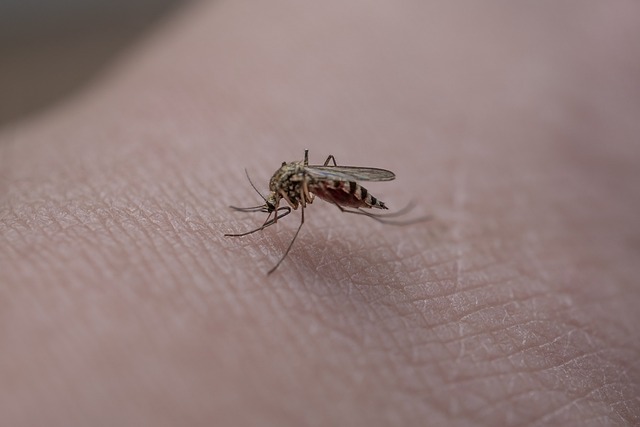 Mosquito Control